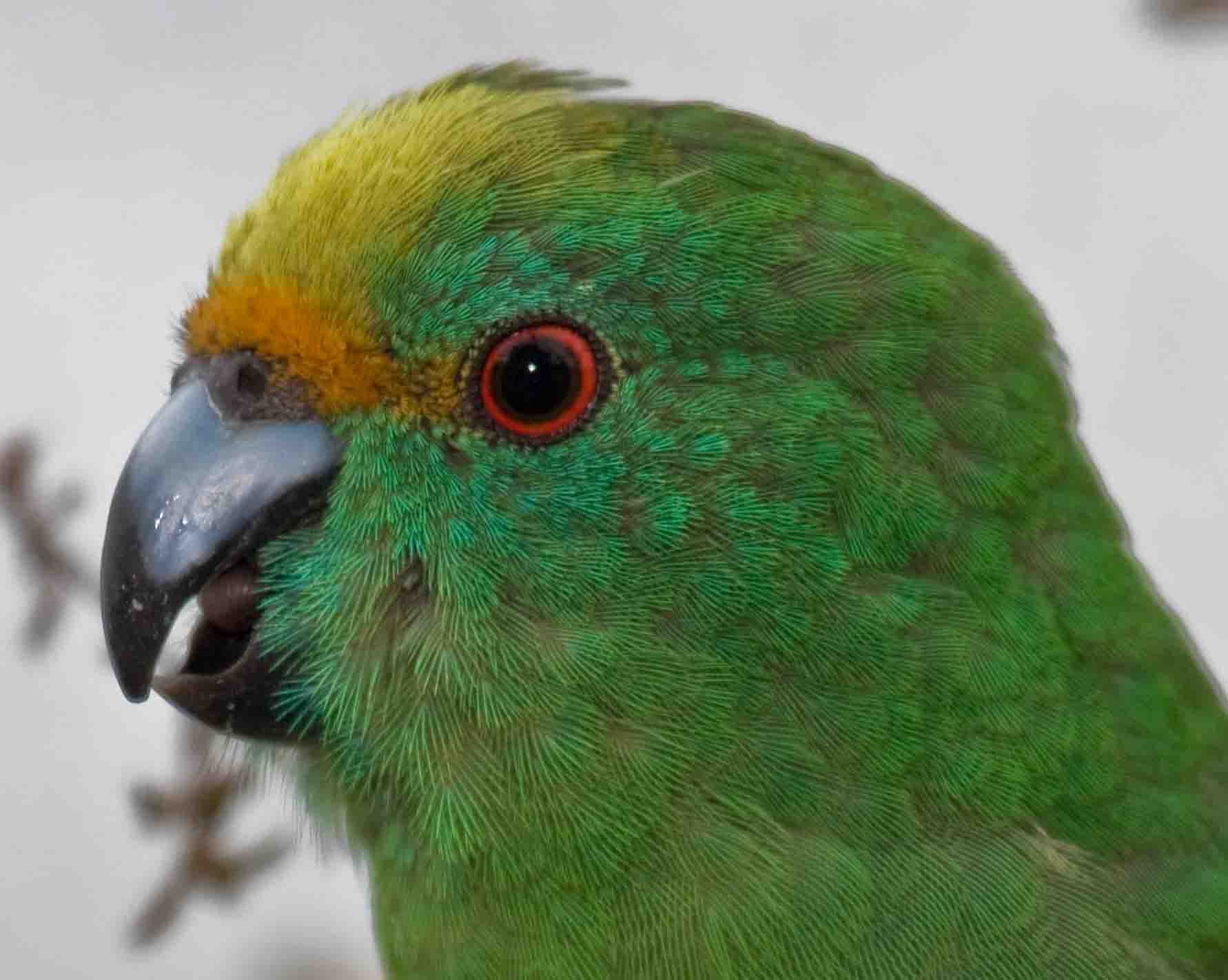 Cyanoramphus malherbi 